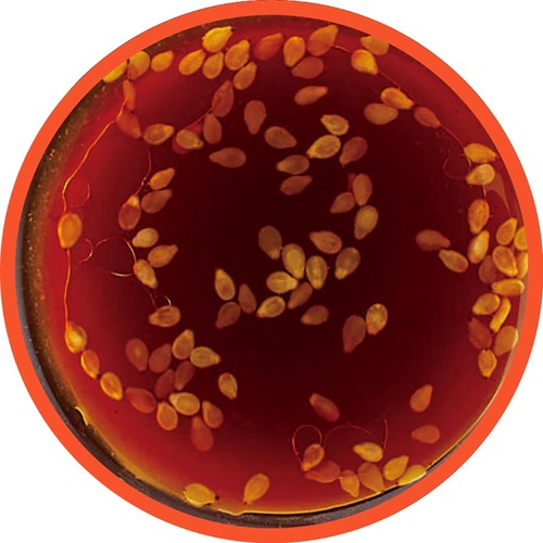 焼肉のたれおすすめ セブンプレミアム 焼肉のたれ中辛 イメージ2