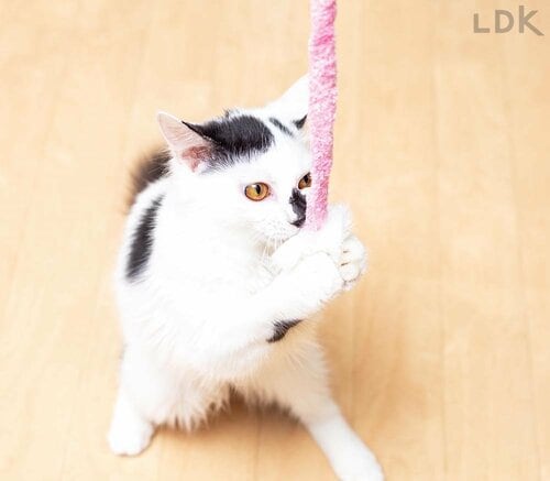 噛み癖のあるネコでも壊れにくい 猫じゃらしおすすめ イメージ