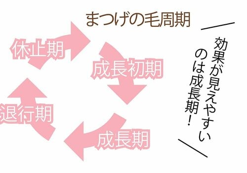 毛周期に合わせて2ヶ月使ってみる イメージ