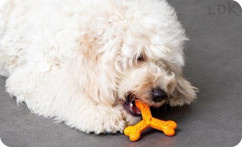 テスト3:耐久性 犬用おもちゃおすすめ イメージ