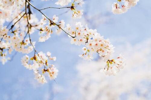 おすすめポイント3：手頃な価格のボケるレンズが続々 イメージ