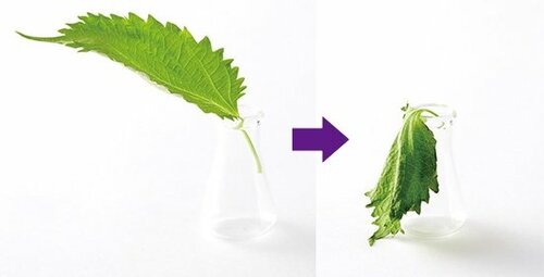 簡単に伸びてすぐ破ける食材が傷んじゃう食品ラップ イメージ2