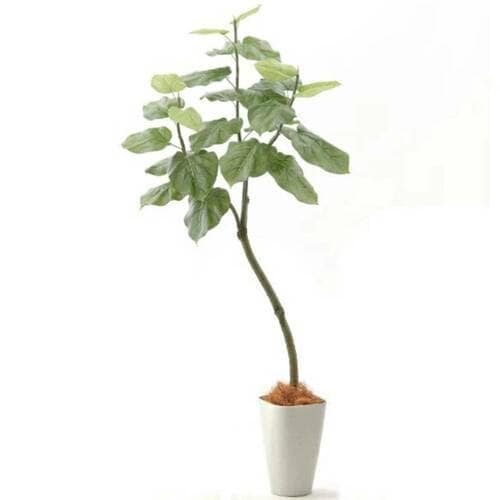 寝室をおしゃれに大改造おすすめ 造花ドットコム No9266 プレミアム光触媒フェイクグリーン フィカス・ウンベラータ イメージ1