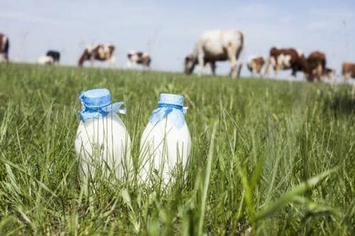 おいしい成分無調整牛乳の条件とは? イメージ
