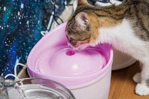 自動給水機で水を飲む猫