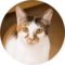 プル