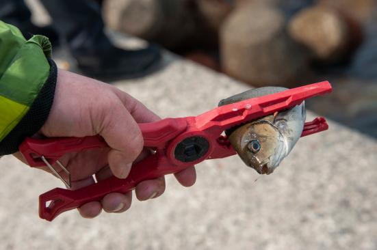 徹底比較 フィッシュグリップのおすすめランキング16選 釣りメーカーのテスターが人気製品を検証 360life サンロクマル