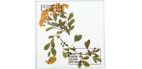 セリア:ガラスオブジェハーバル:100均