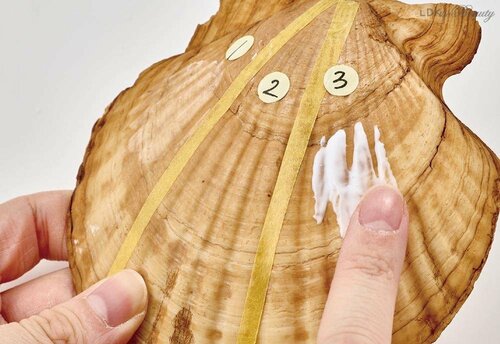 ホタテ貝殻に実際にホワイトニング歯磨き粉をつけて著色汚れの汚れ落ちテストをしている画像