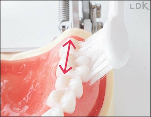ななめ45度で細かくマッサージするように磨く！ 歯ブラシおすすめ イメージ