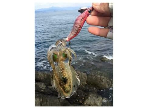 1年を通して楽しめる エギングロッドおすすめ イメージ