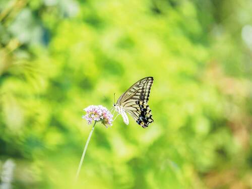 【AF性能】被写体検出はないが、実用上の不満はナシ OMデジタルソリューションズ「OM-5 Mark II」おすすめ イメージ