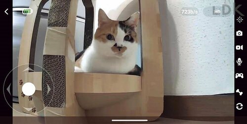 ネコの姿を間近で見られる ペットカメラおすすめ イメージ