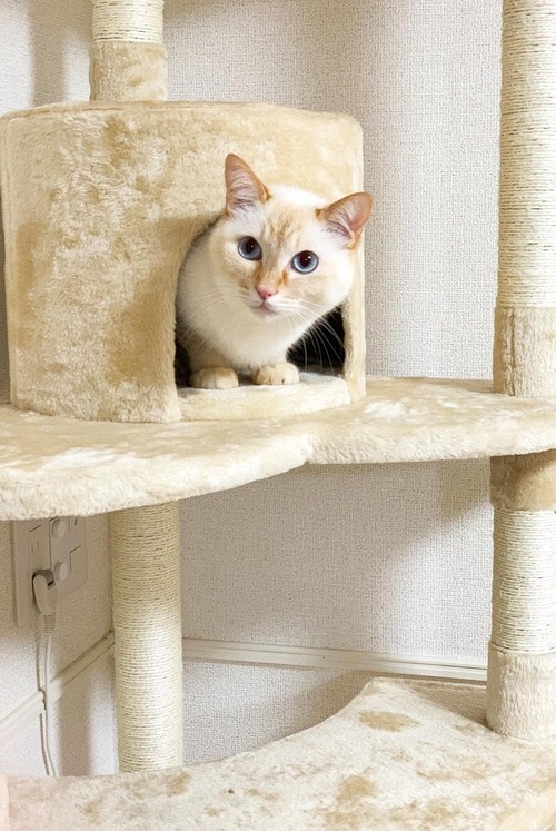 素材は安っぽいけど安定性は高い キャットタワーおすすめ イメージ