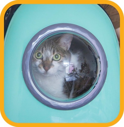 宇宙船を彷彿とさせる窓が特徴 猫用キャリーバッグおすすめ イメージ