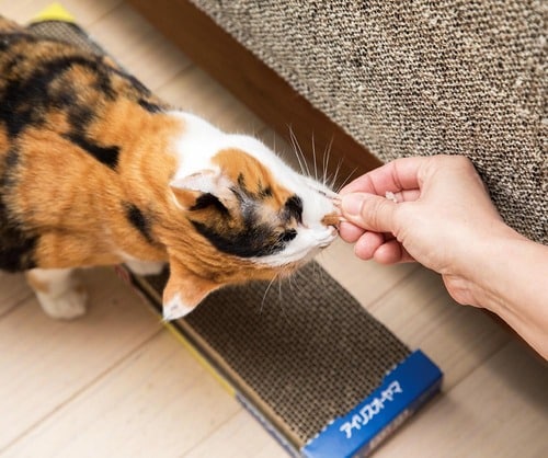 手段3:ツメをといだらほめてご褒美をあげる 猫用爪とぎおすすめ イメージ