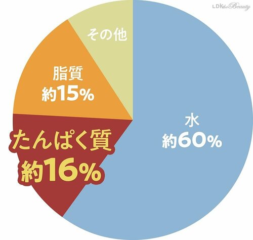 たんぱく質は約16%を占めている イメージ