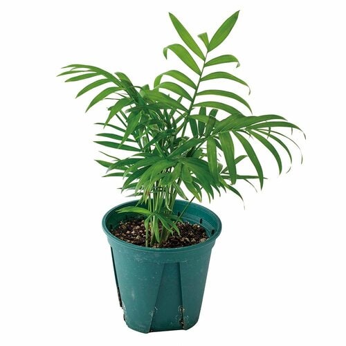 3COINS「4号観葉植物 テーブルヤシ」