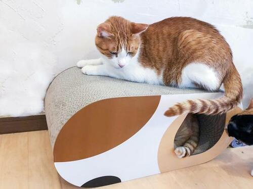 ネコが存分にくつろげるサイズ&構造 猫用爪とぎおすすめ イメージ
