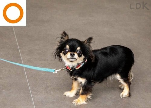 小型犬の場合 犬用リードおすすめ イメージ2