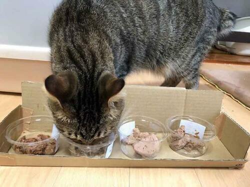 食欲が増しやすい一般職は 「モンプチ ゴールド」 イメージ3