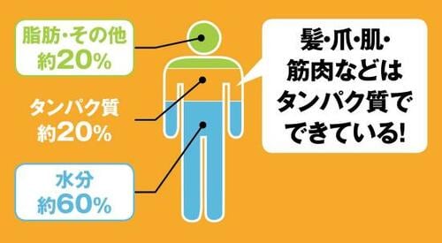 カラダ作りの第一歩はタンパク質の摂取から! プロテインバーおすすめ イメージ