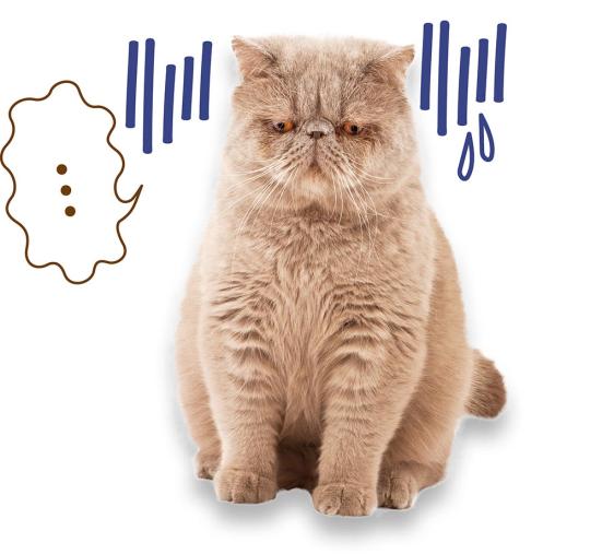 22年 キャットフードのおすすめランキング53選 獣医師と猫が人気商品を徹底比較 360life サンロクマル