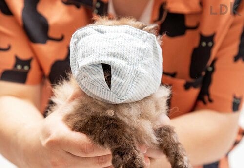 スムーズにツメ切りができるマジックアイテム！ 猫用爪切り補助具おすすめ イメージ2