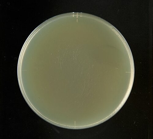 【A評価】スポンジへの効果は絶大 除菌ジョイコンパクト イメージ